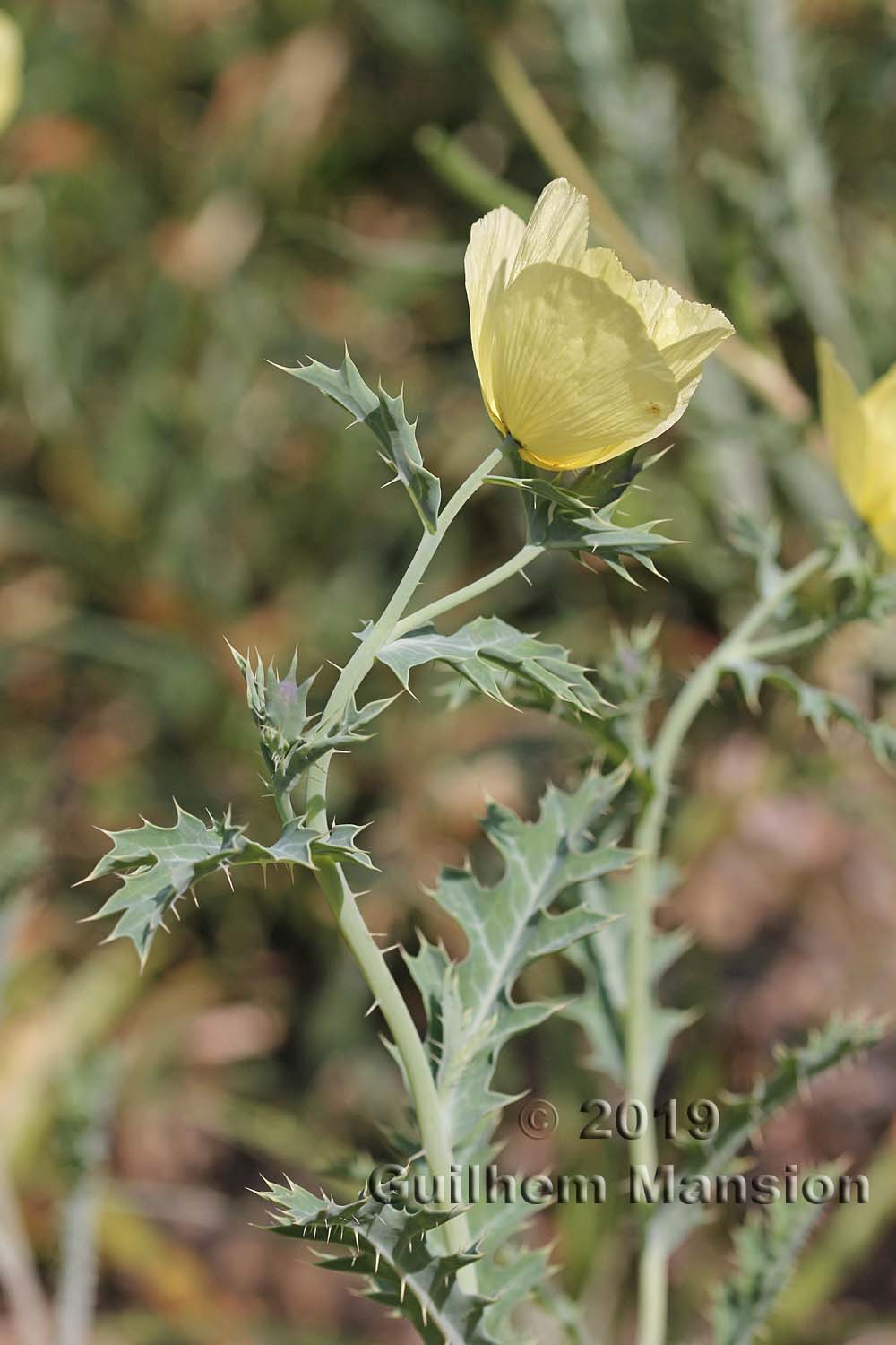 Argemone mexicana