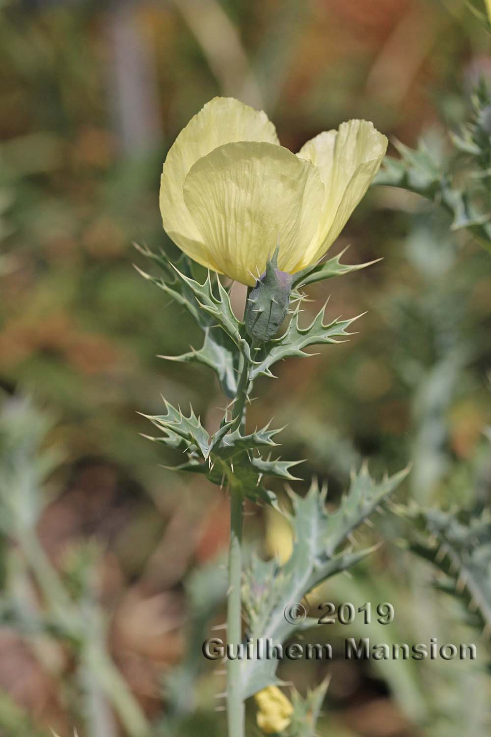 Argemone mexicana