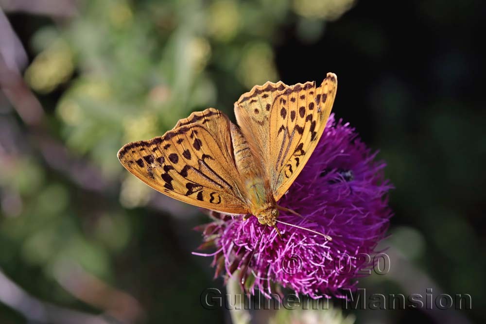 Argynnis pandora