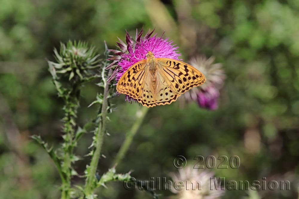 Argynnis pandora