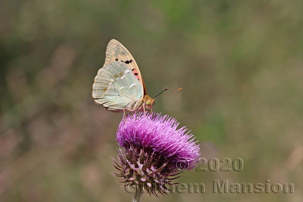 Argynnis pandora