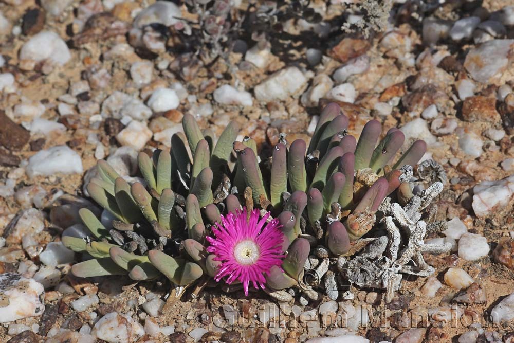 Argyroderma fissum