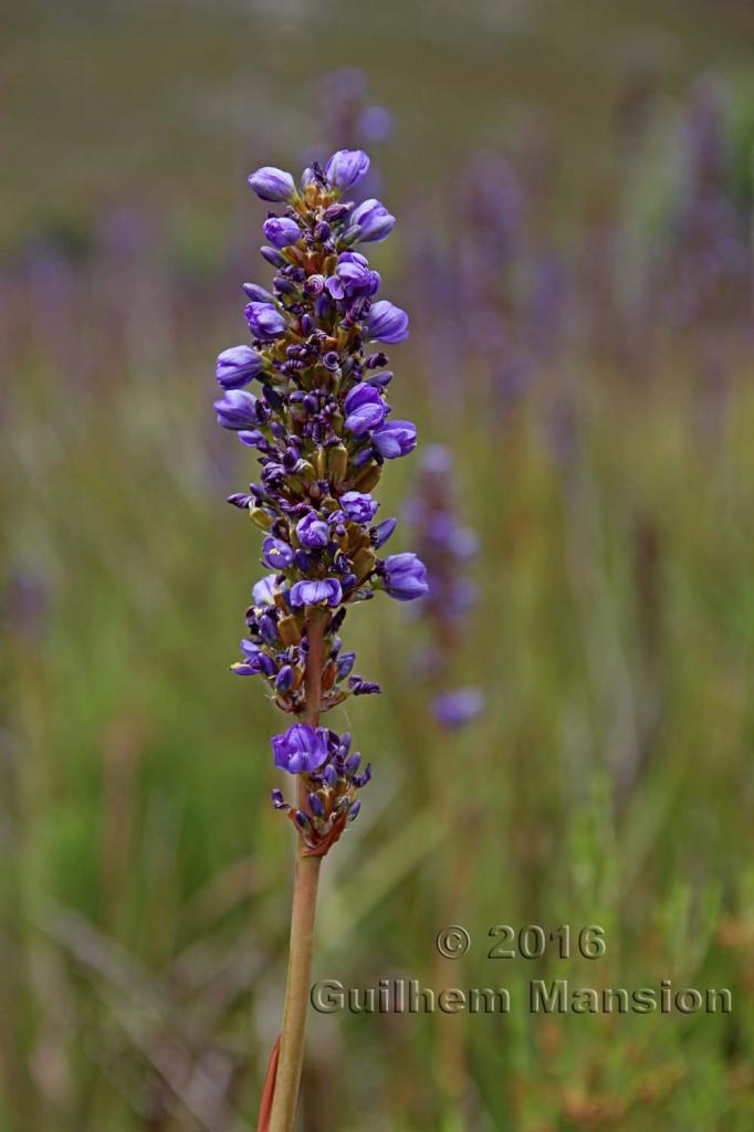 Aristea capitata