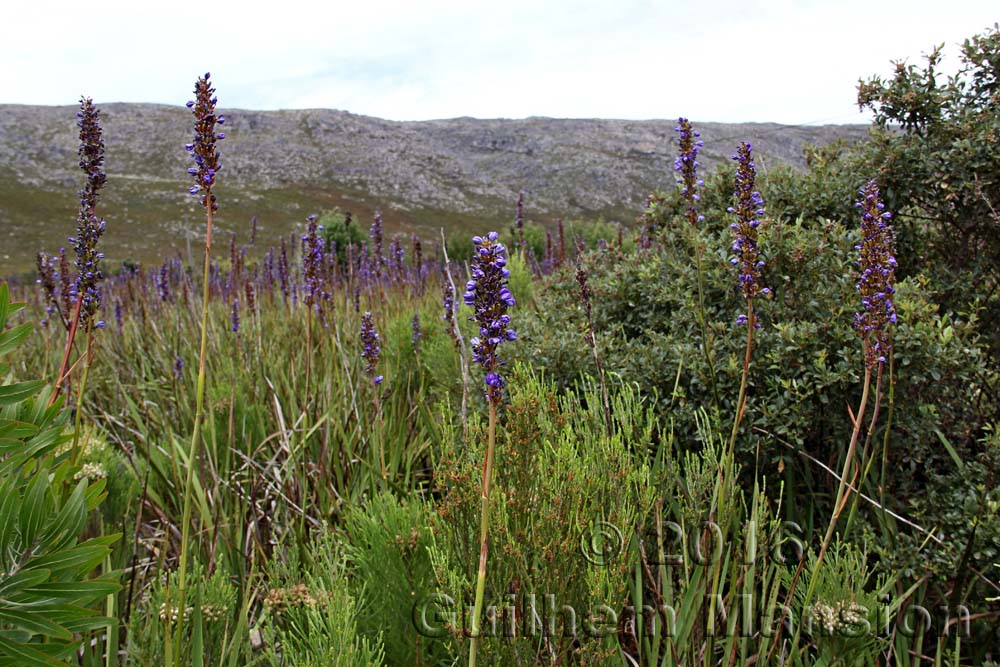 Aristea capitata