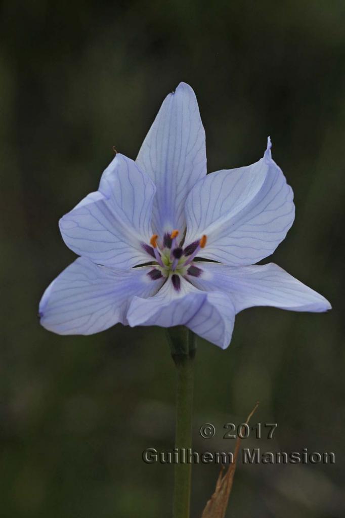 Aristea spiralis