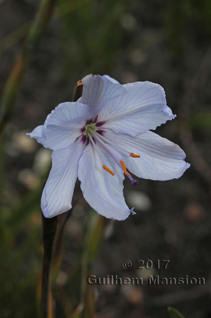 Aristea spiralis