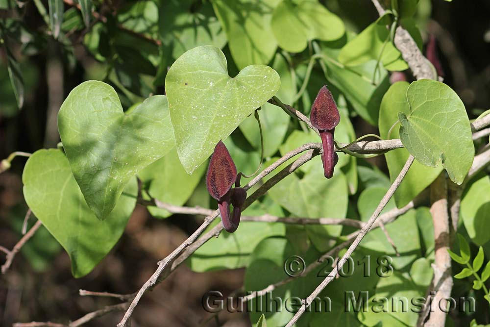 Aristolochia baetica