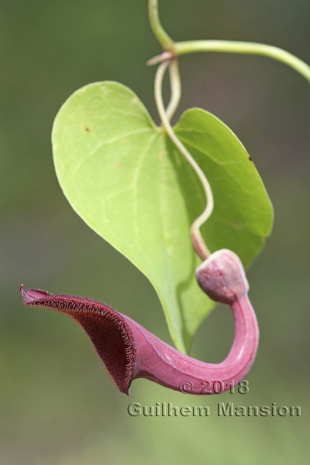 Aristolochia baetica