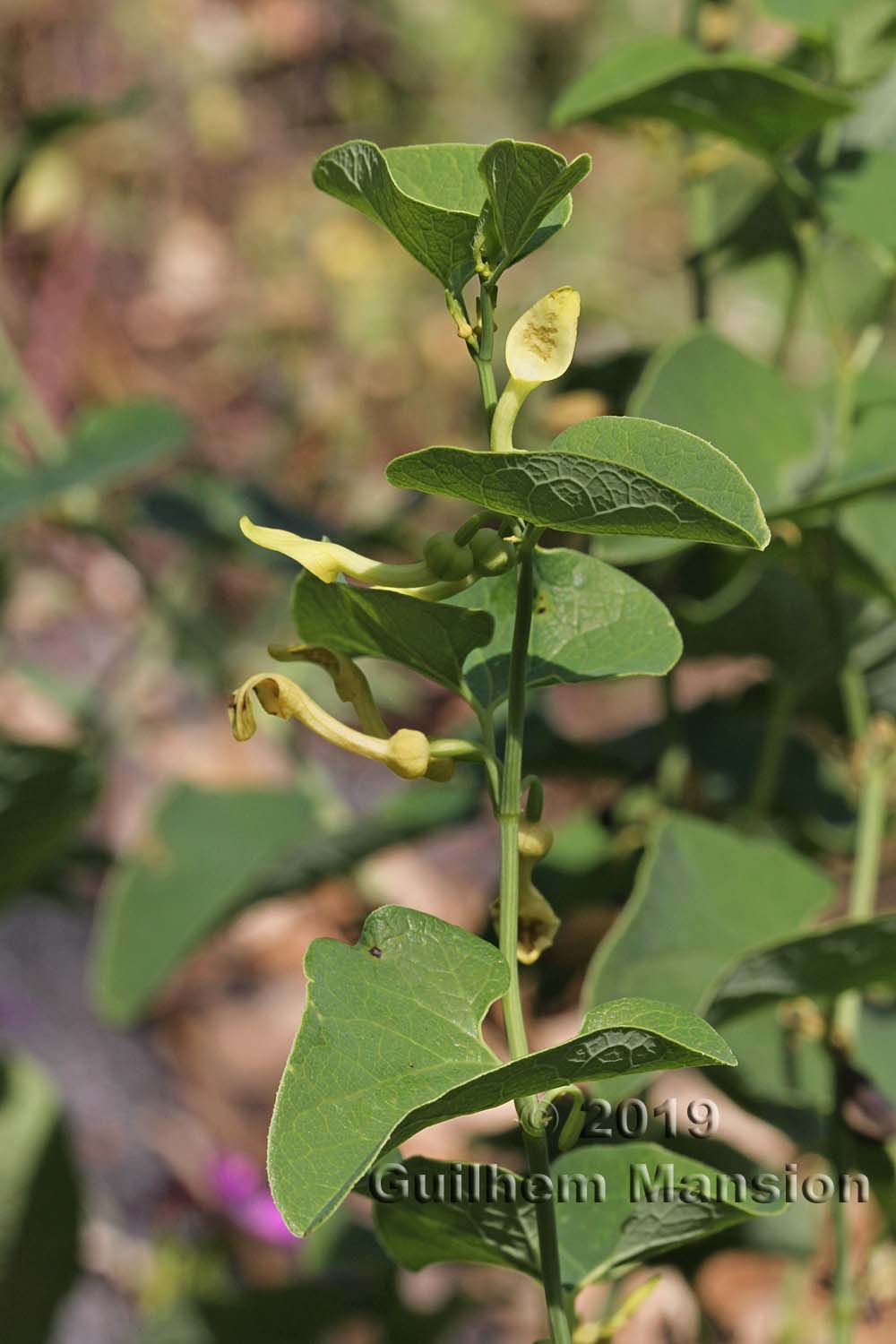 Aristolochia clematitis