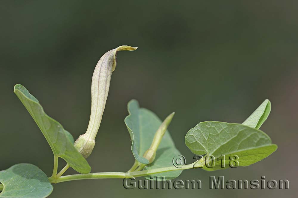 Aristolochia paucinervis