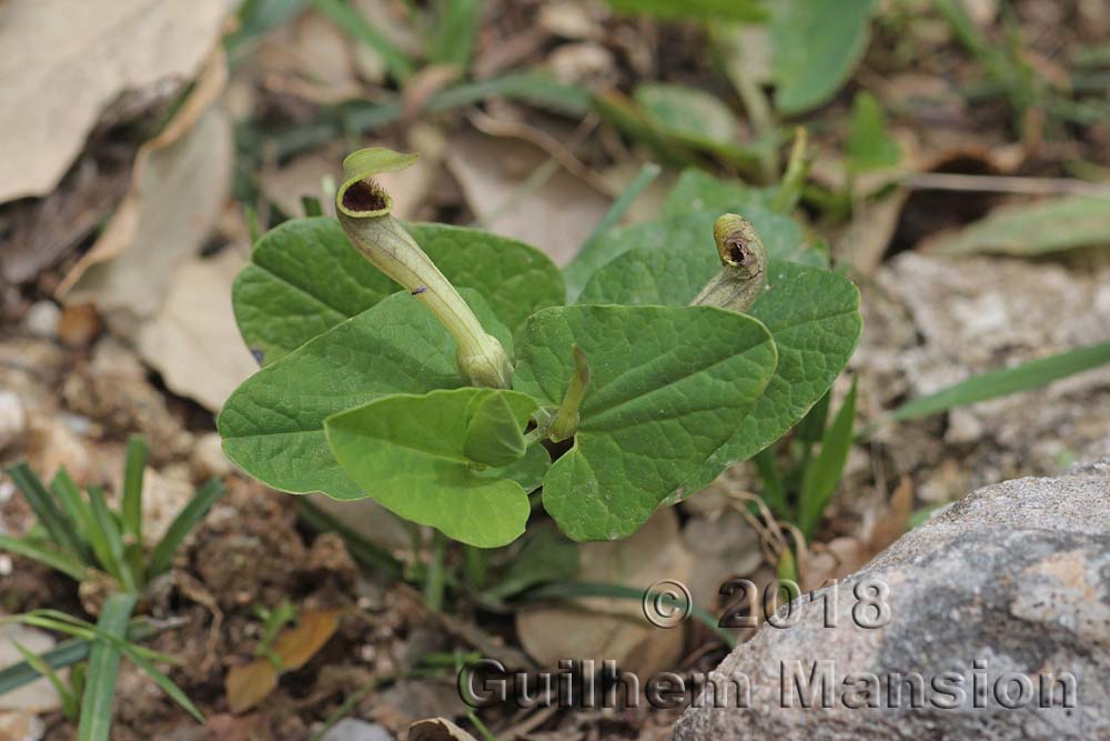 Aristolochia paucinervis