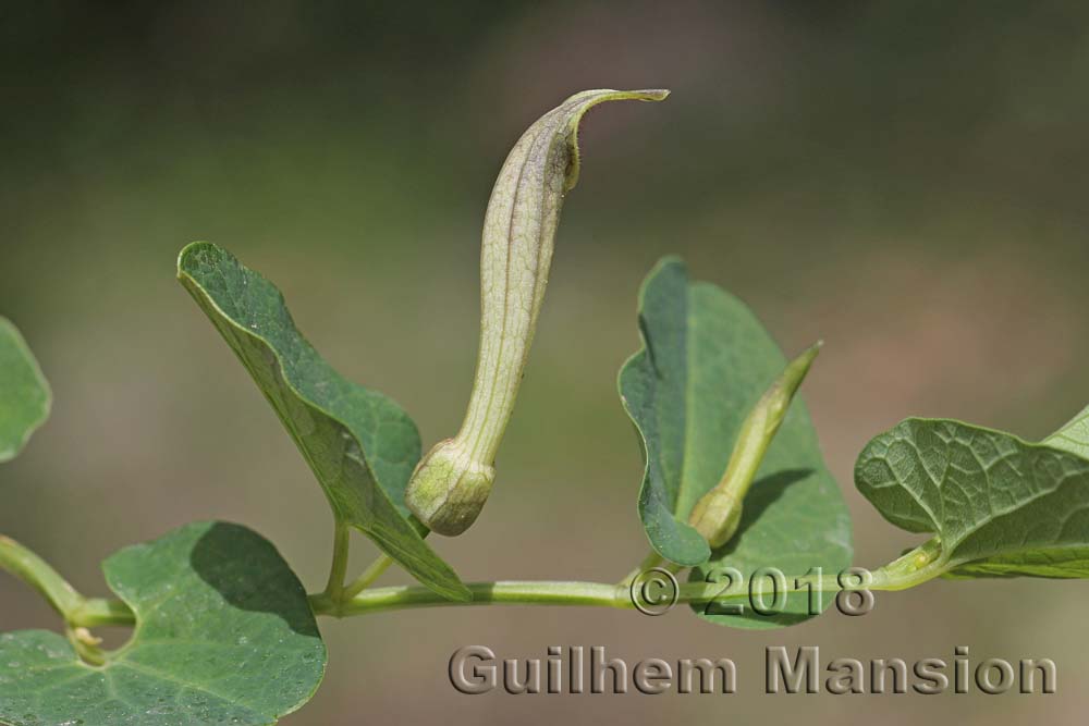 Aristolochia paucinervis