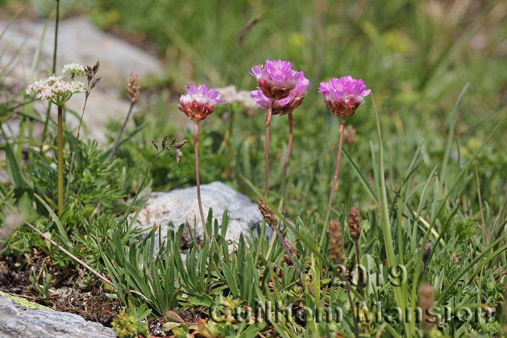 Armeria alpina