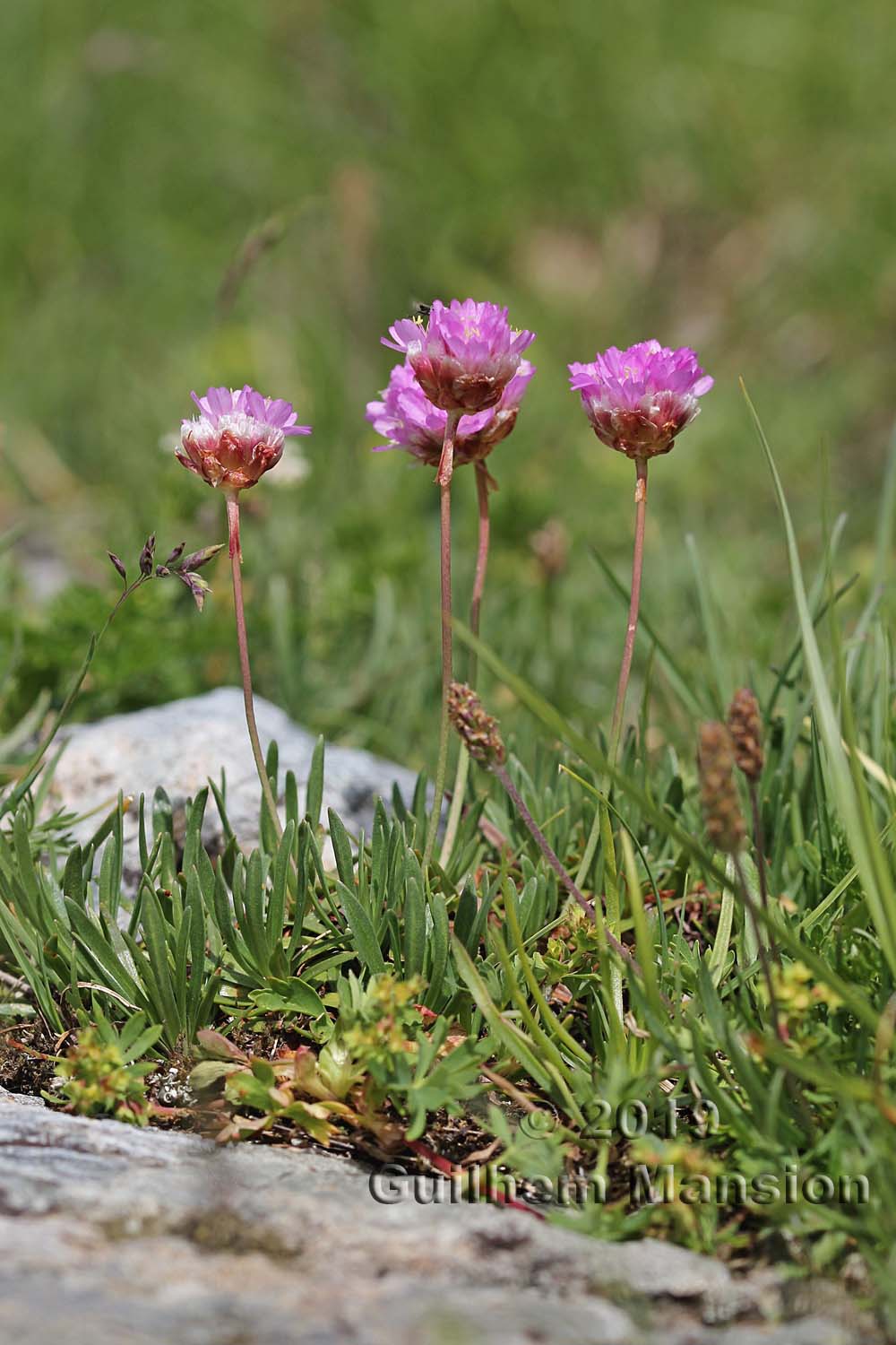 Armeria alpina