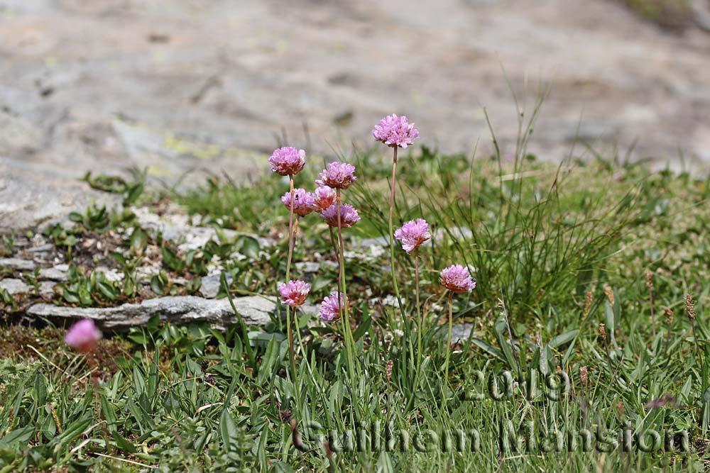 Armeria alpina