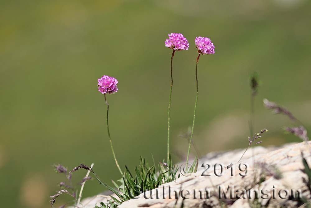 Armeria alpina