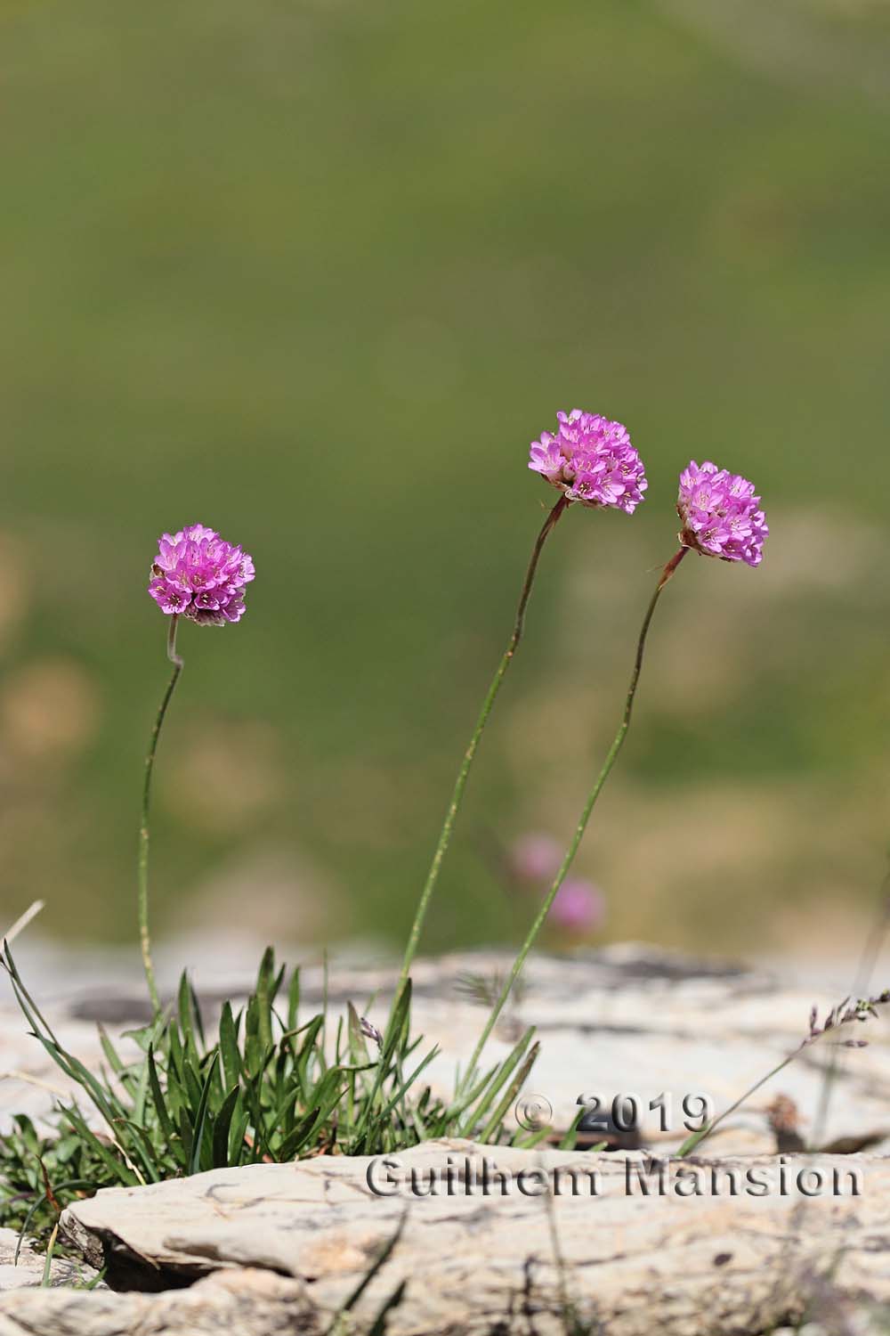 Armeria alpina