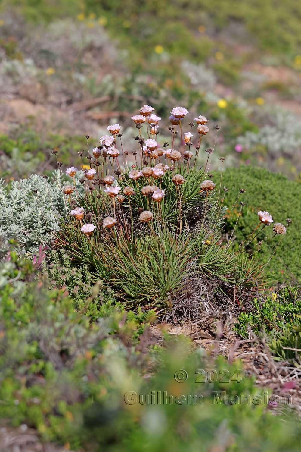 Armeria pungens