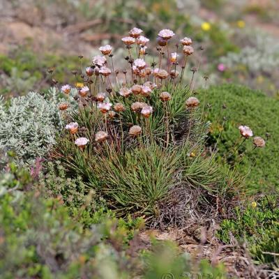 Armeria pungens