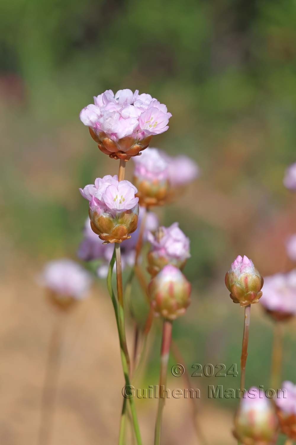 Armeria pungens