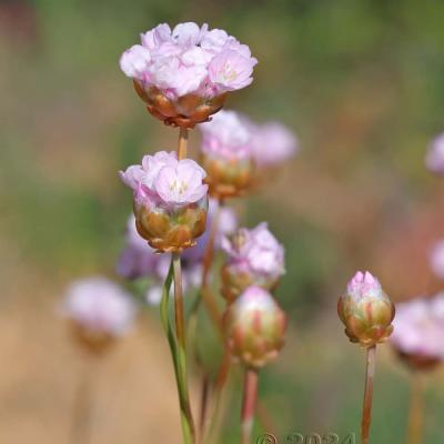 Armeria pungens