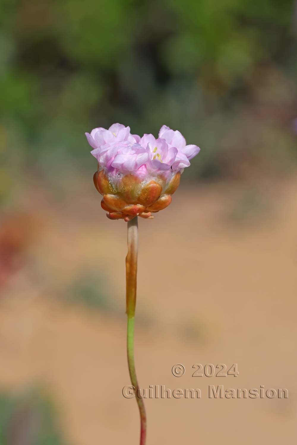 Armeria pungens