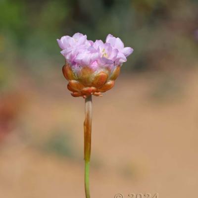 Armeria pungens