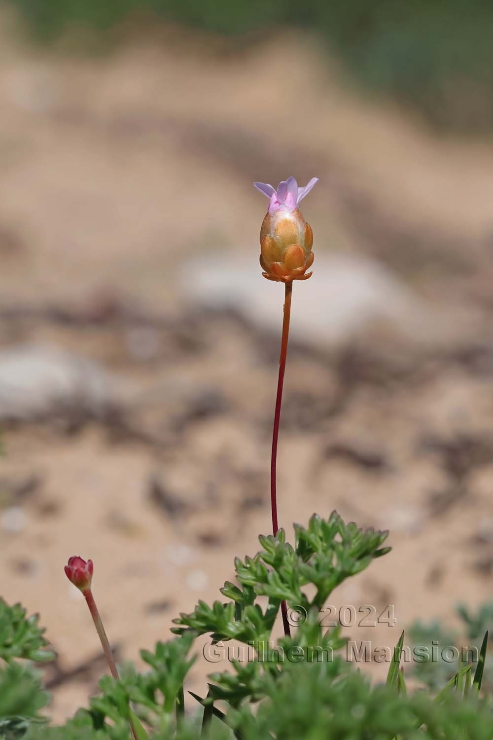 Armeria pungens