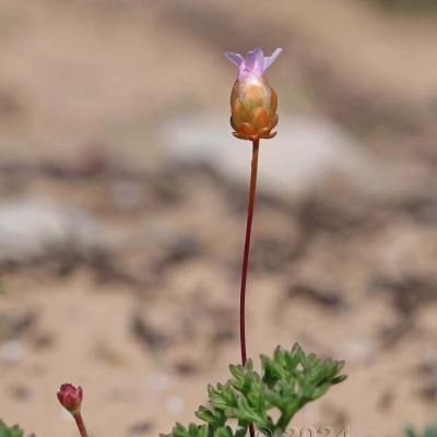 Armeria pungens