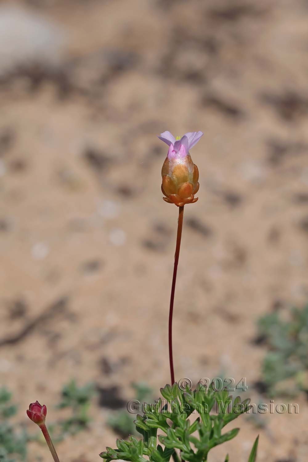 Armeria pungens