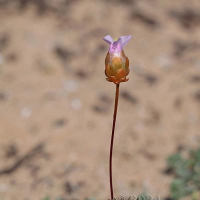 Armeria pungens