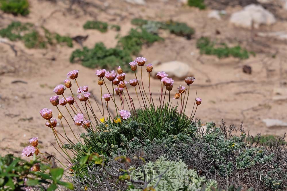 Armeria pungens
