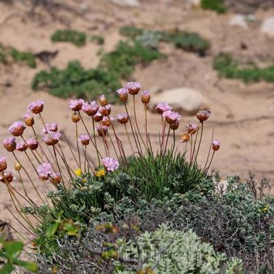 Armeria pungens