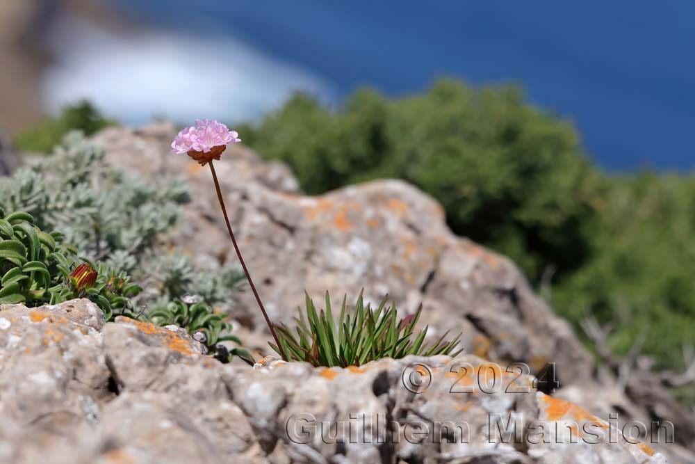 Armeria pungens