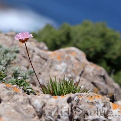 Armeria pungens