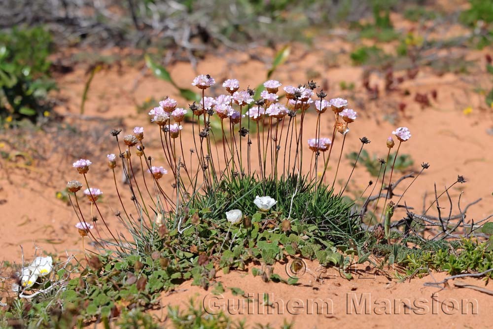 Armeria pungens
