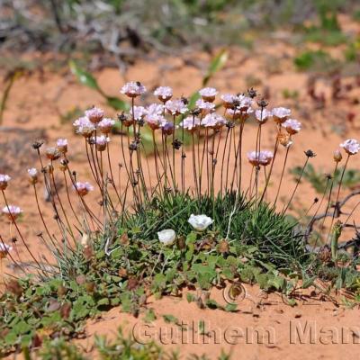 Armeria pungens