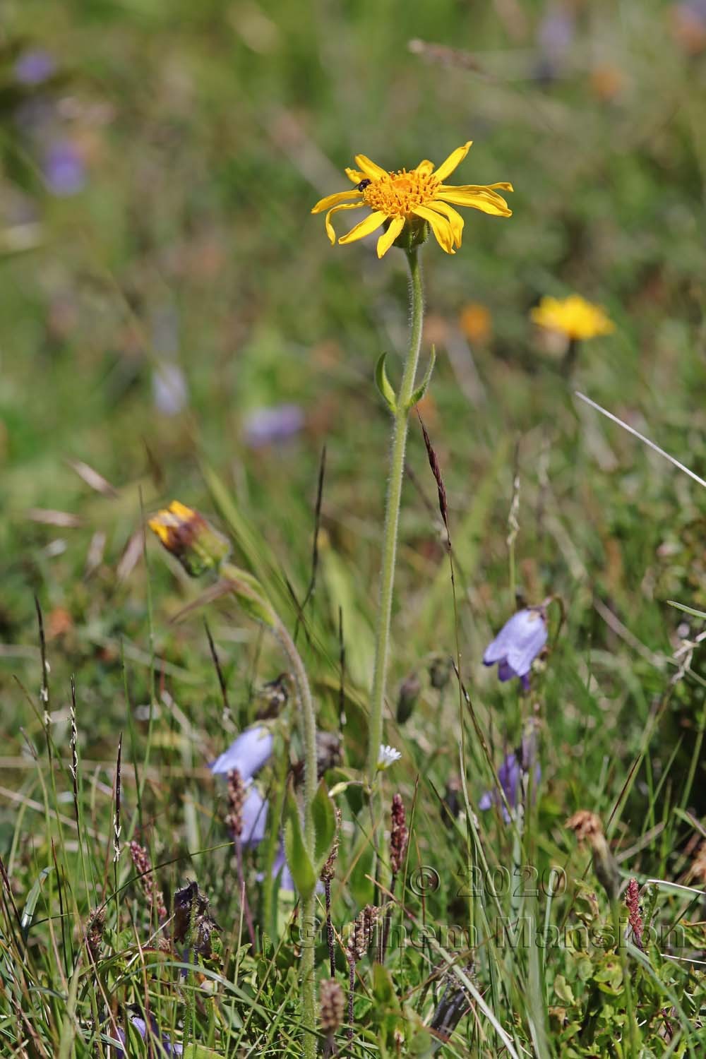 Arnica montana