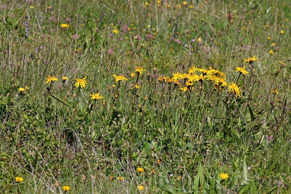 Arnica montana