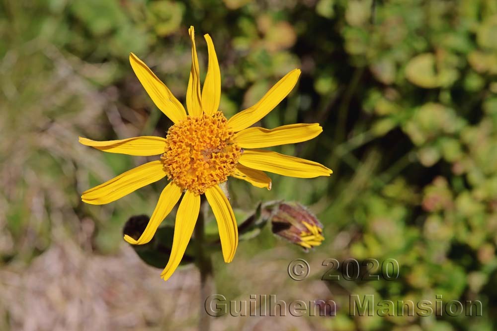 Arnica montana