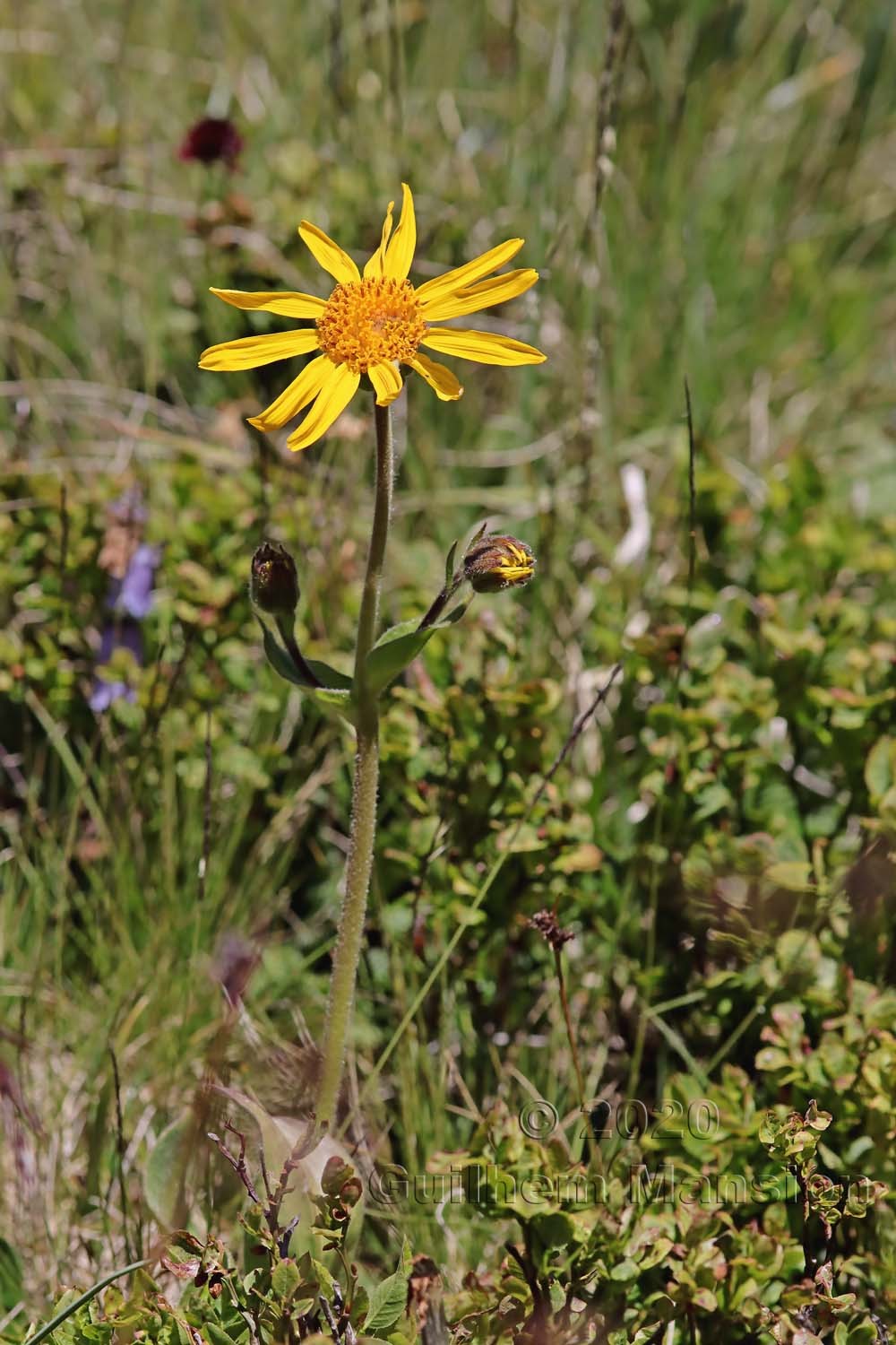 Arnica montana