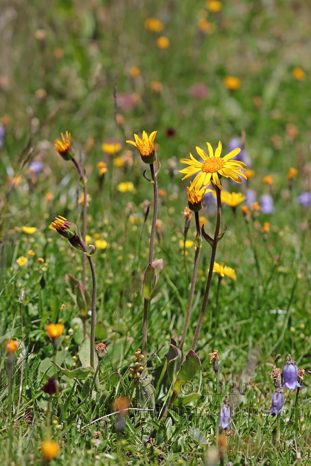 Arnica montana