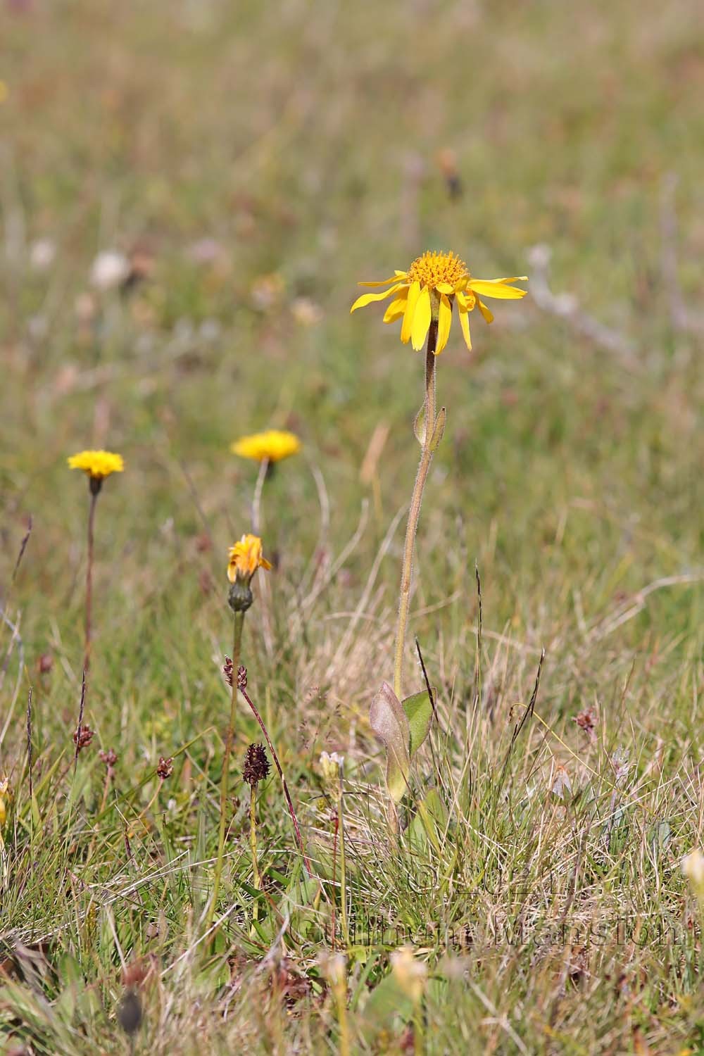 Arnica montana