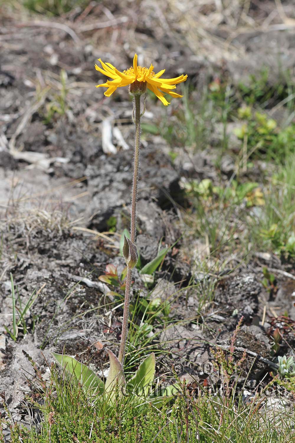 Arnica montana