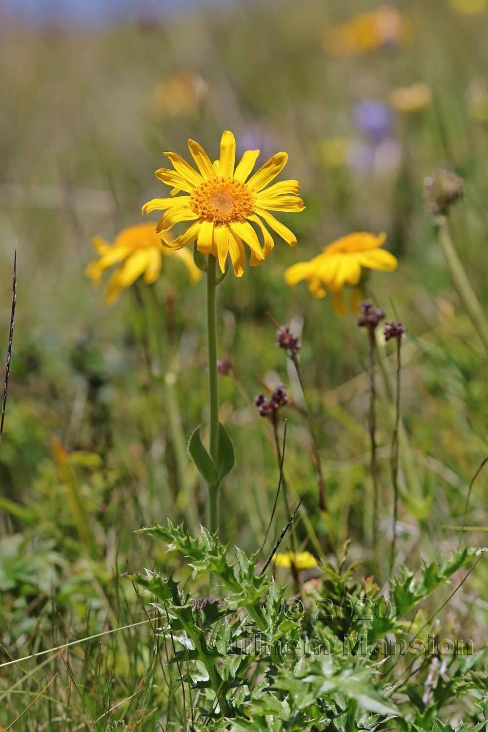 Arnica montana