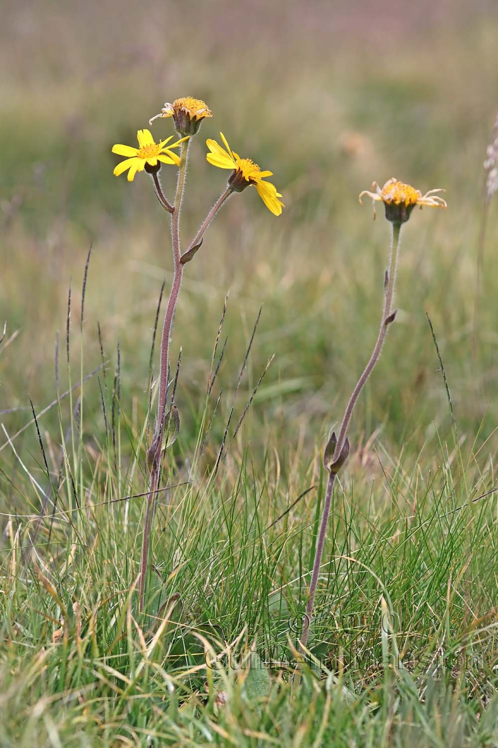 Arnica montana