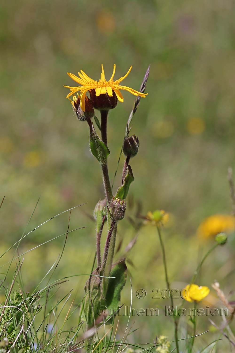 Arnica montana