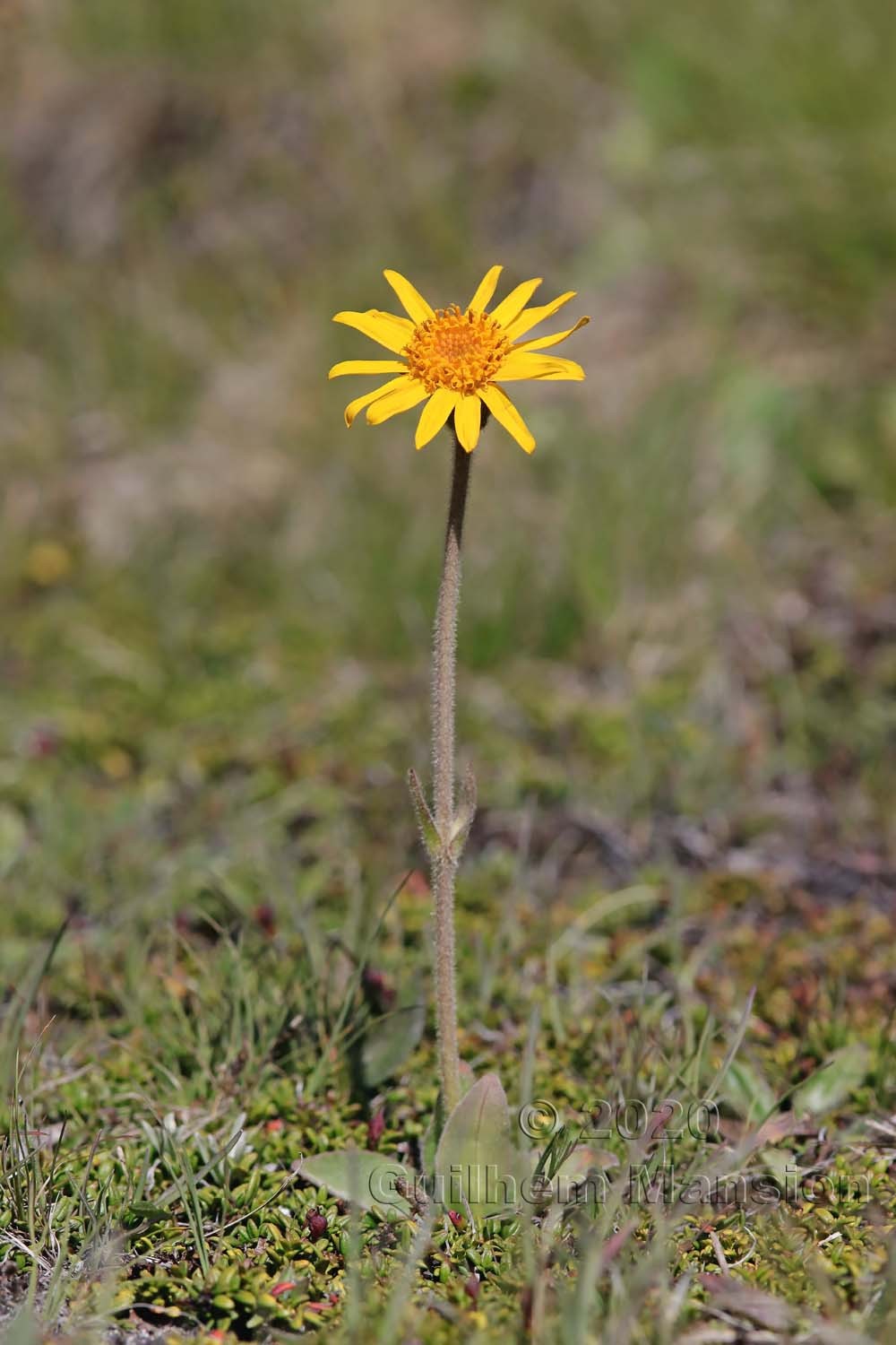 Arnica montana