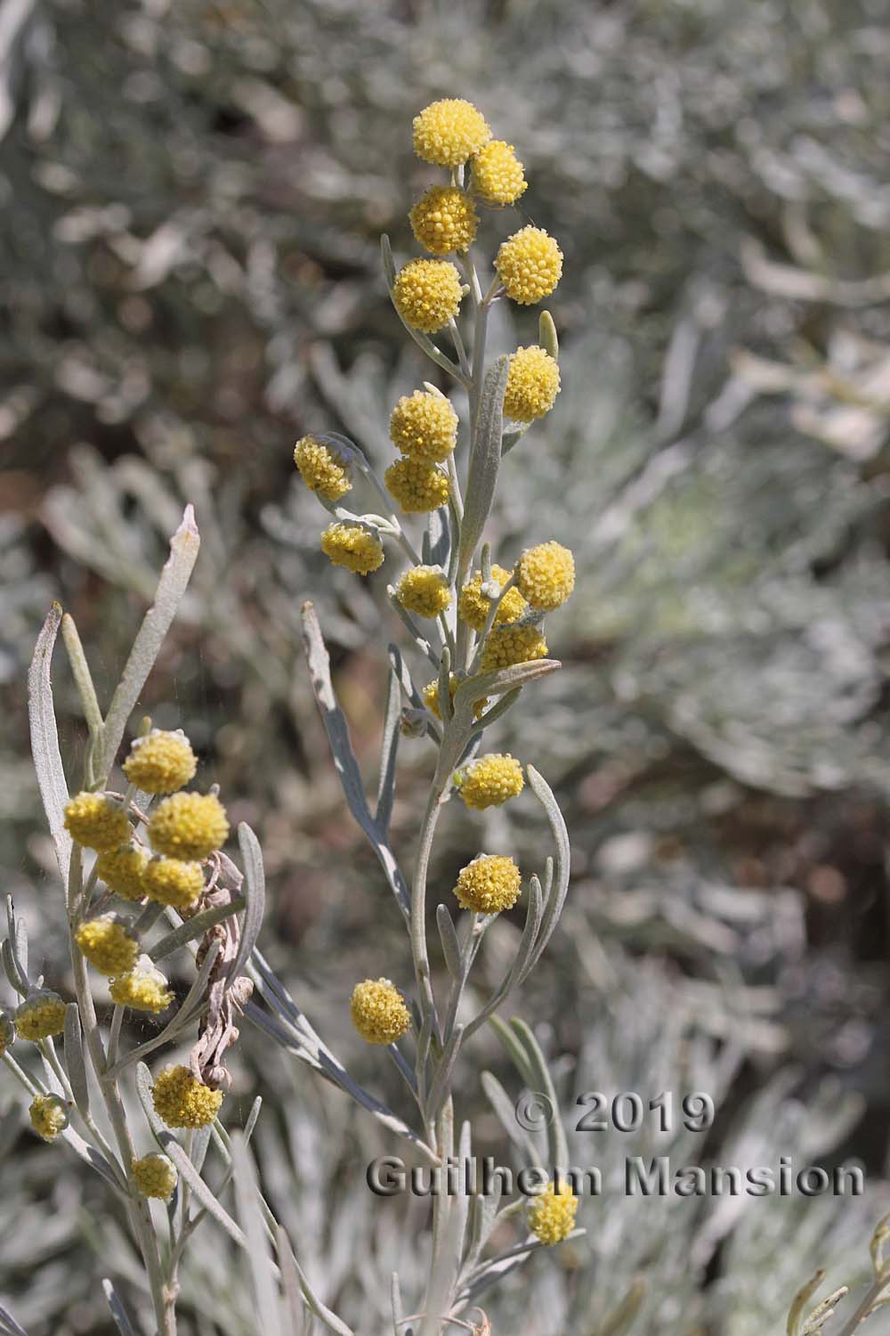 Artemisia absinthium