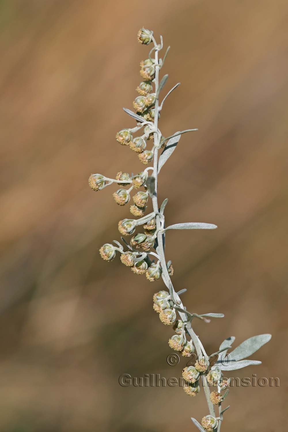 Artemisia absinthium